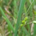 Chascolytrum subaristatum