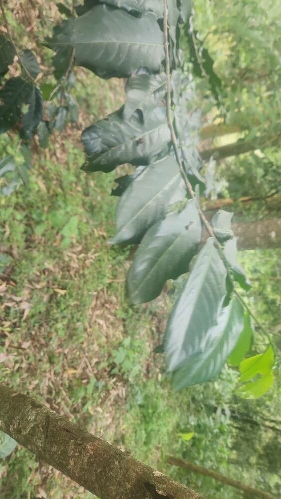 Casearia battiscombei leaf