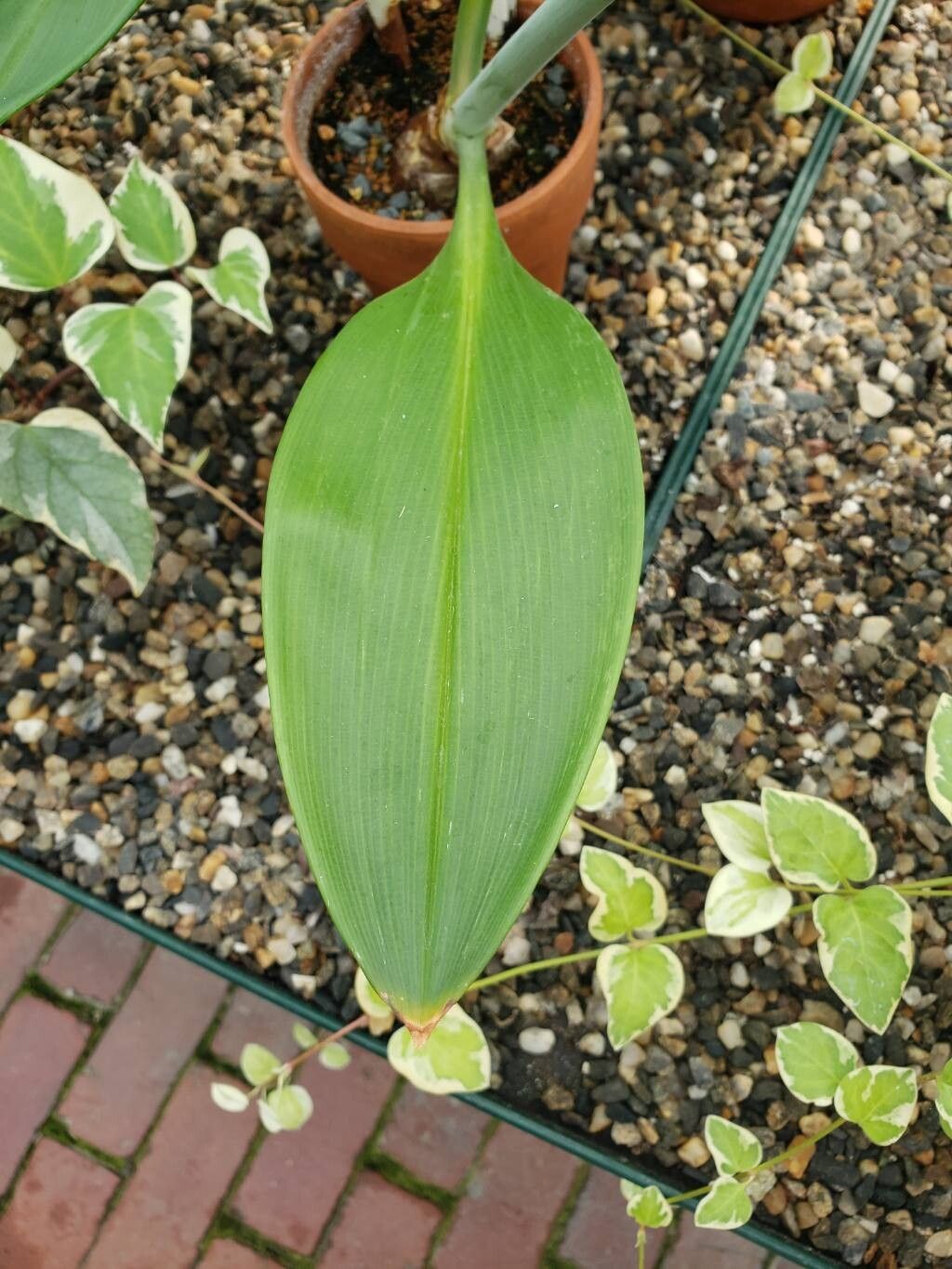 Phaedranassa carmiolii — houseplant care guide