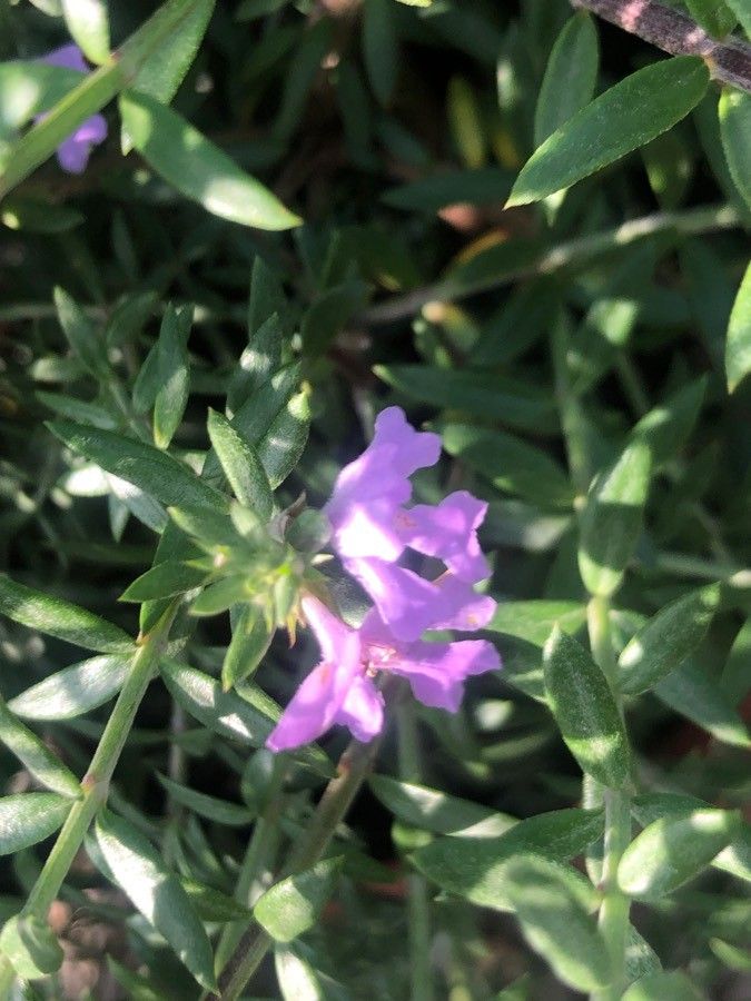 Westringia fruticosa flower