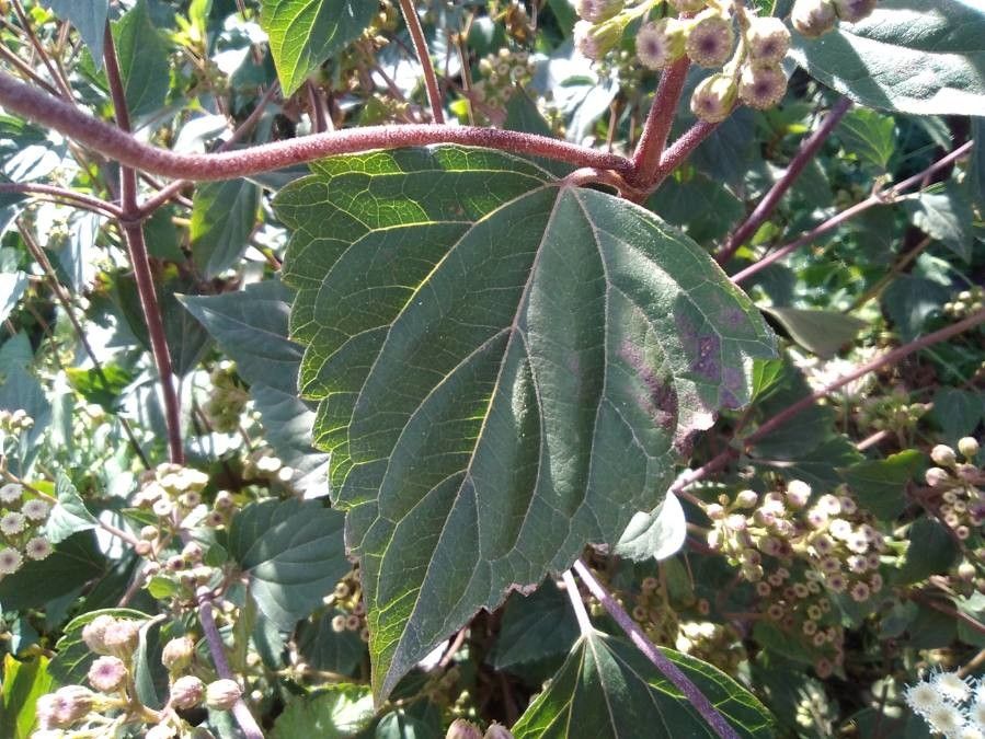 Ageratina adenophora