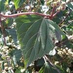 Ageratina adenophora