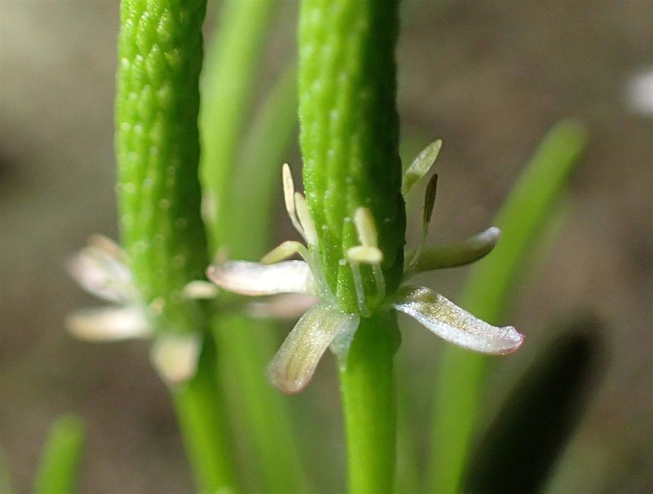 Ranunculus minimus flower