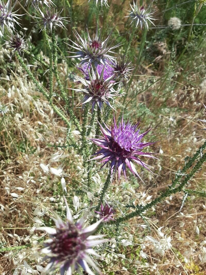 Onopordum algeriense flower