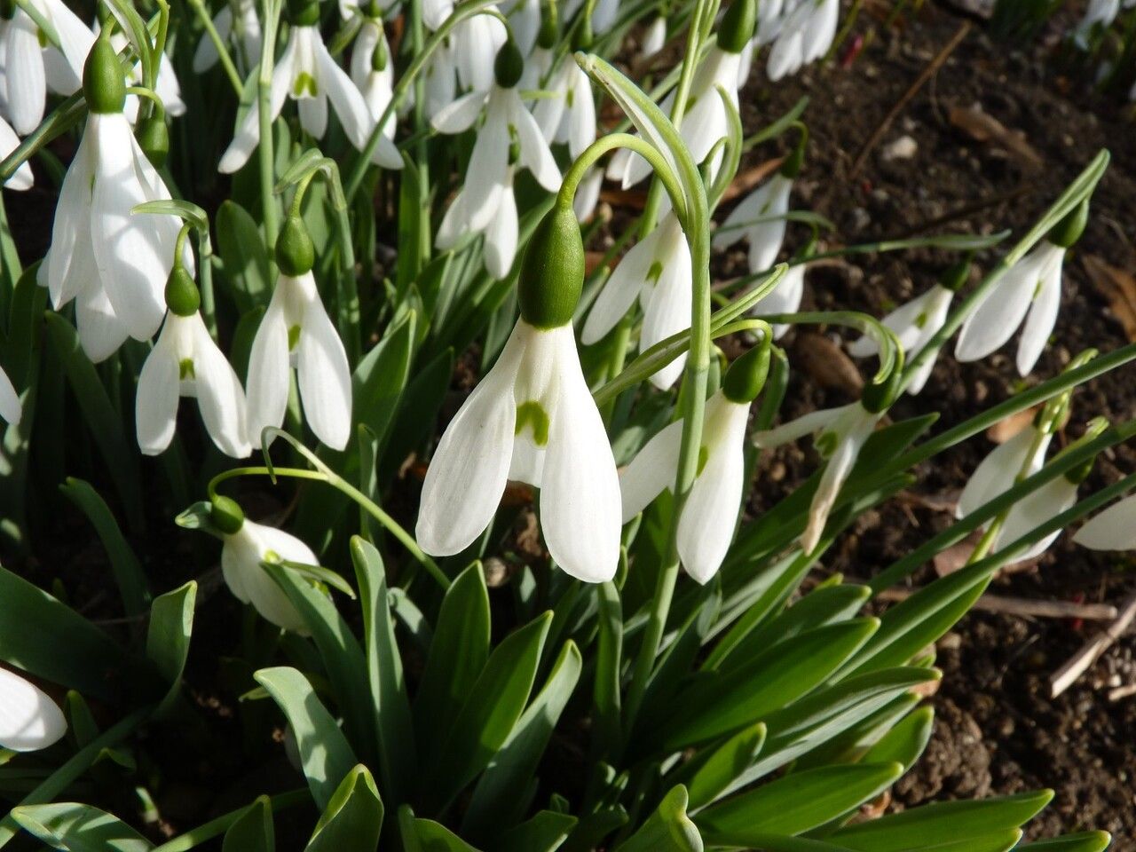 Galanthus alpinus flower
