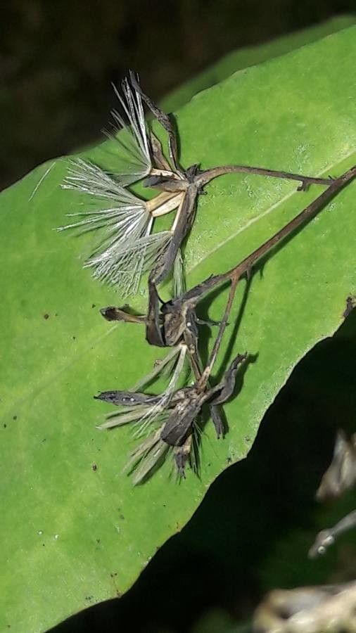 Prenanthes purpurea fruit