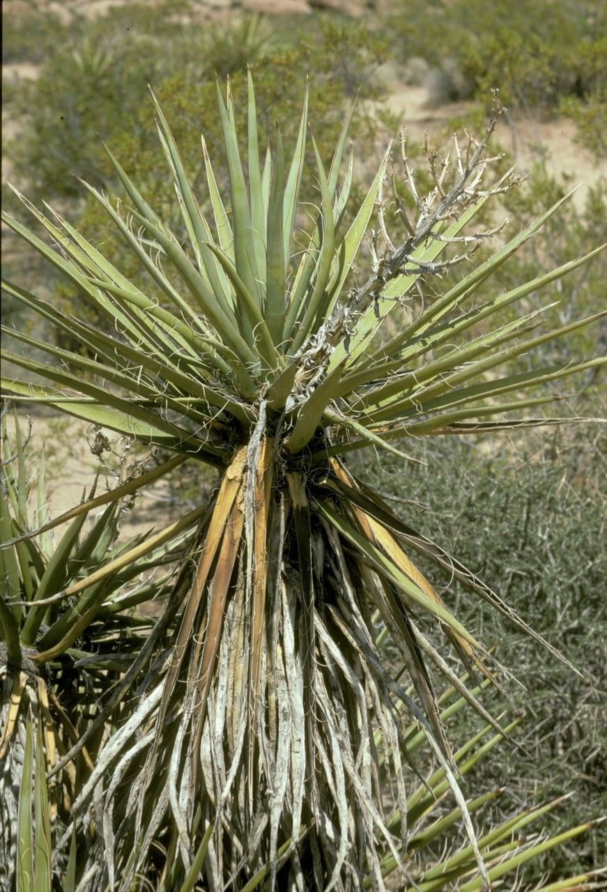 Yucca schidigera flower