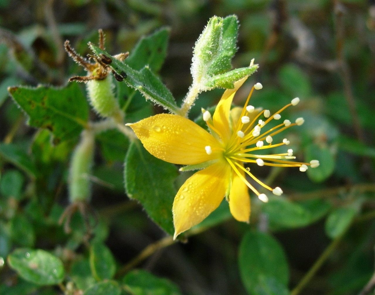 Mentzelia oligosperma flower