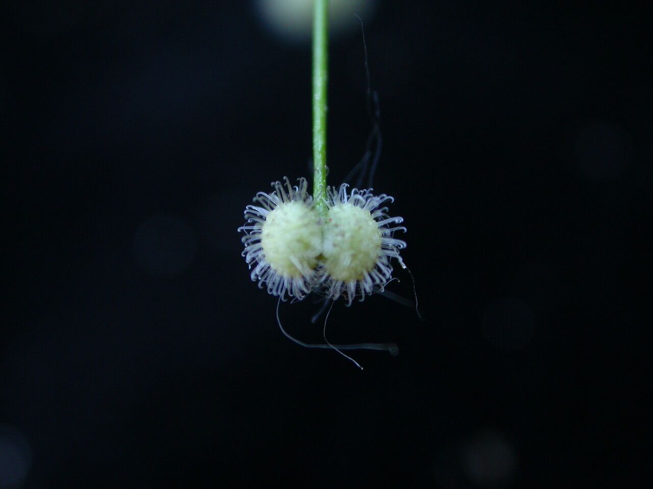 Galium hirtiflorum fruit
