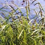 Carex acuta