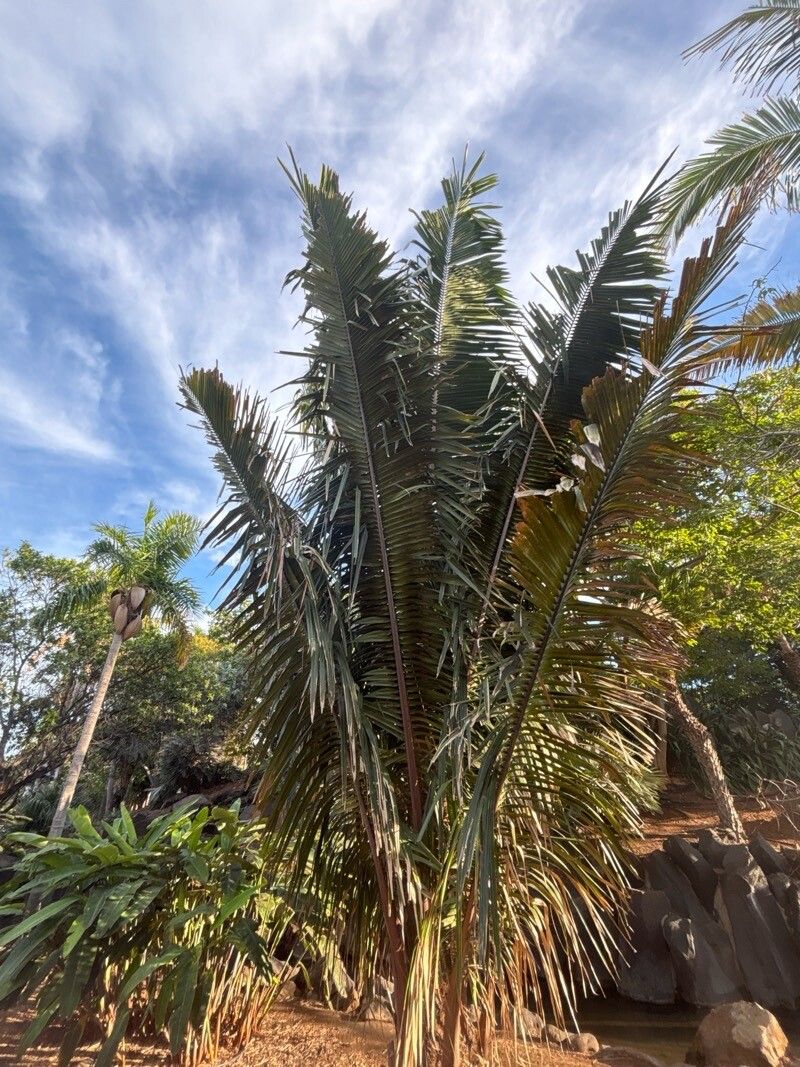 Attalea colenda — houseplant care guide