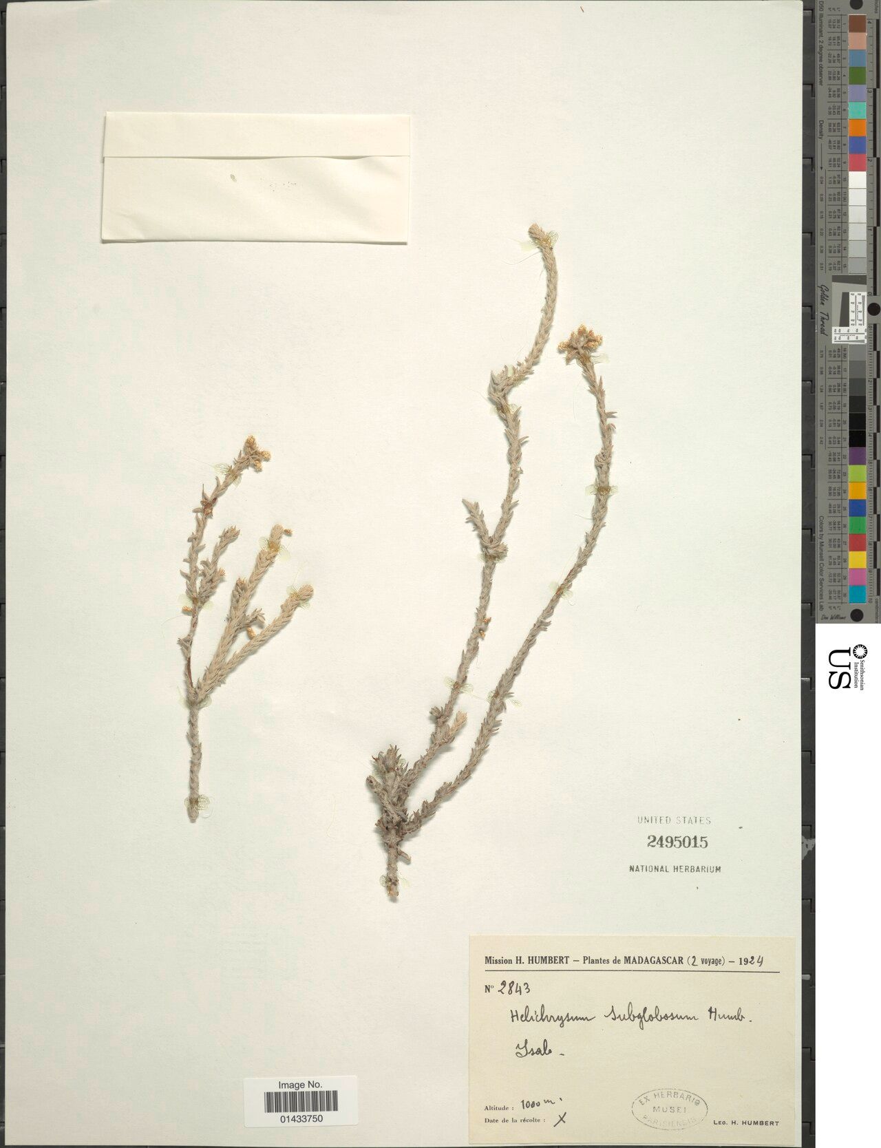 Helichrysum subglobosum — houseplant care guide
