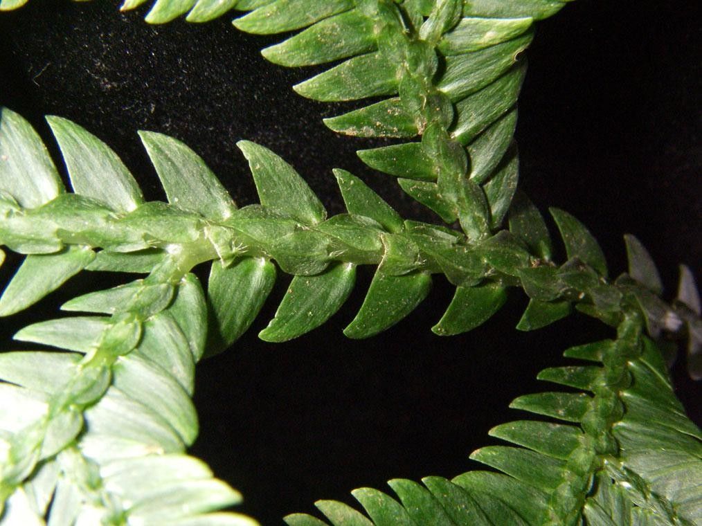 Selaginella oaxacana — houseplant care guide