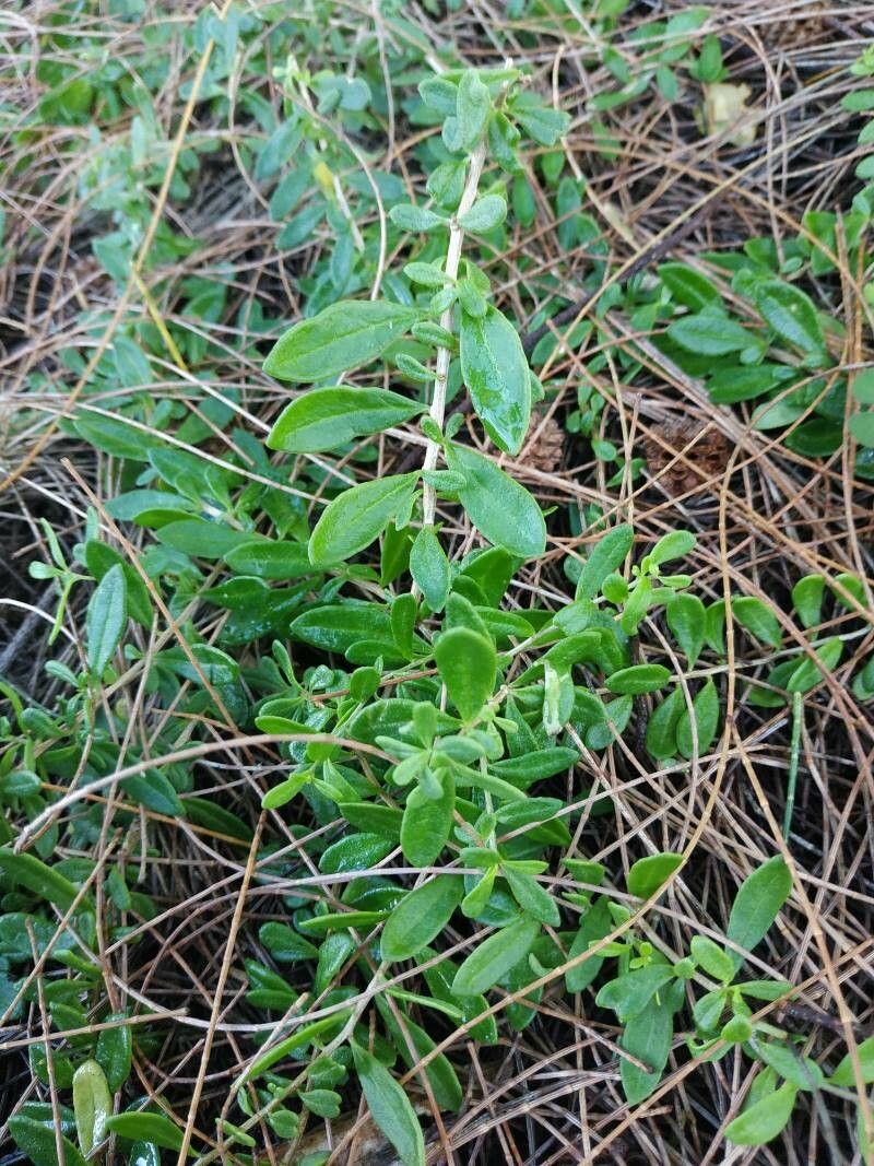 Lycium mascarenense leaf