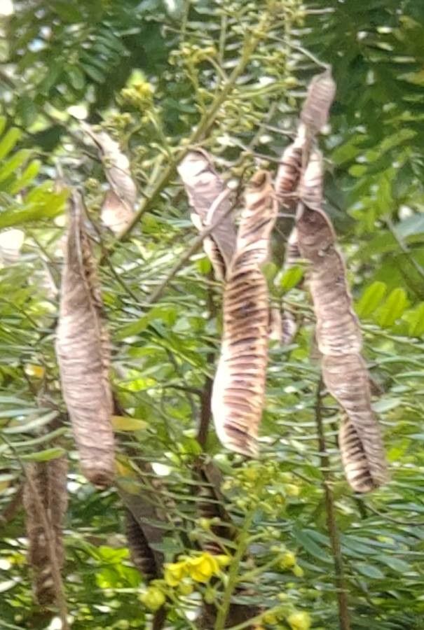 Senna multijuga fruit