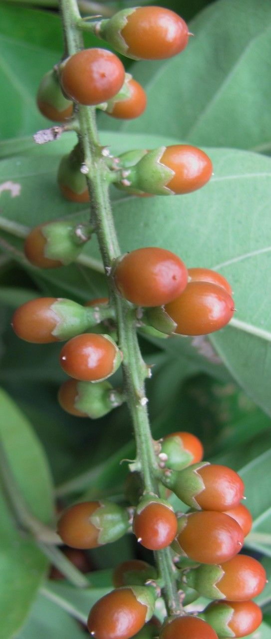 Citharexylum cooperi fruit