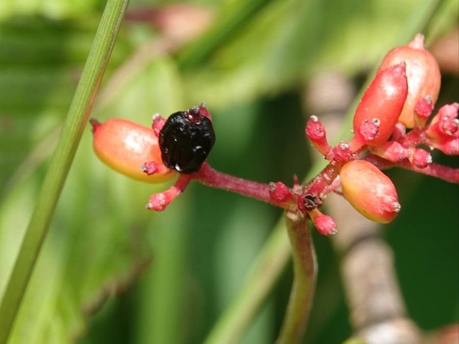 Cissus erosa fruit