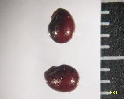 Hibbertia bouletii other