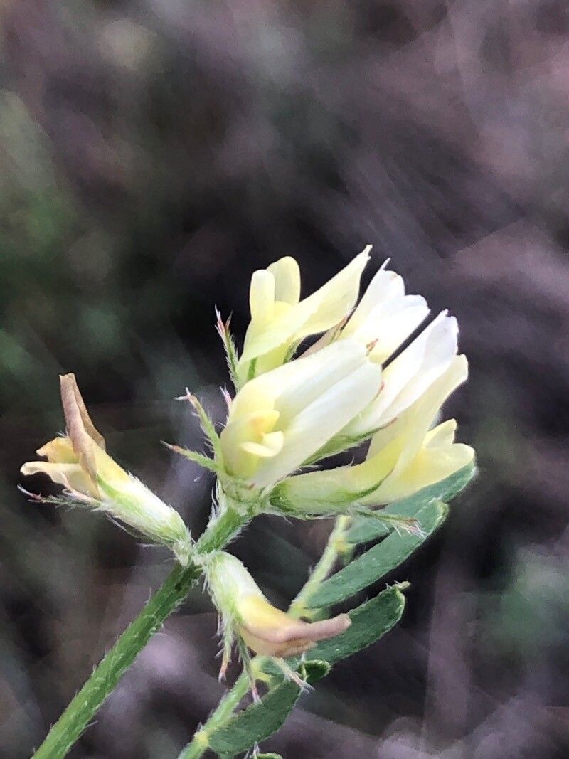 Astragalus hamosus flower