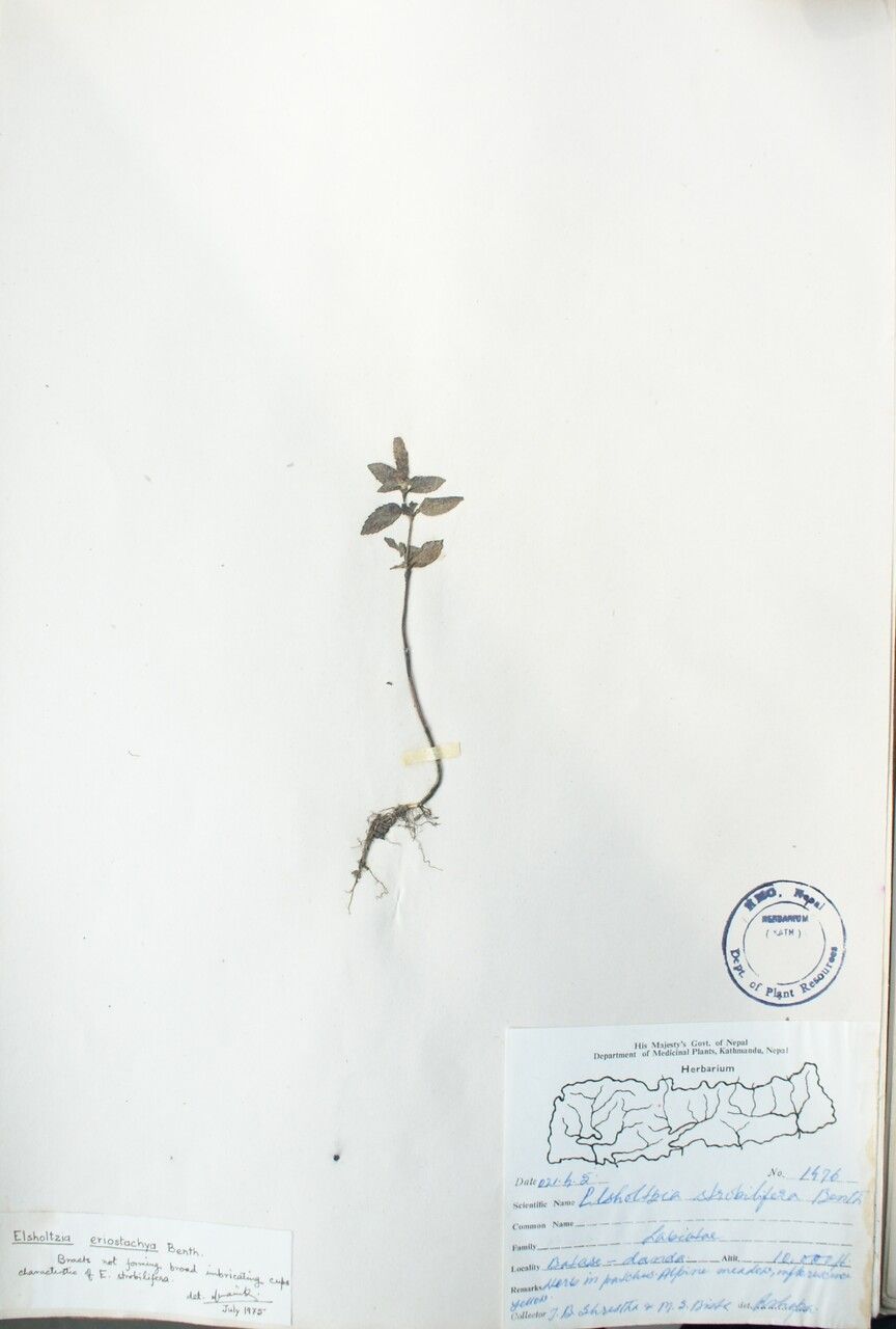 Elsholtzia eriostachya other