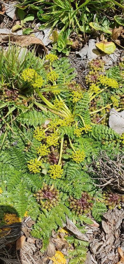 Haplosciadium abyssinicum habit