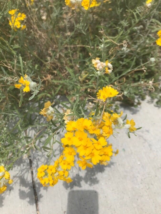 Psilostrophe tagetina flower