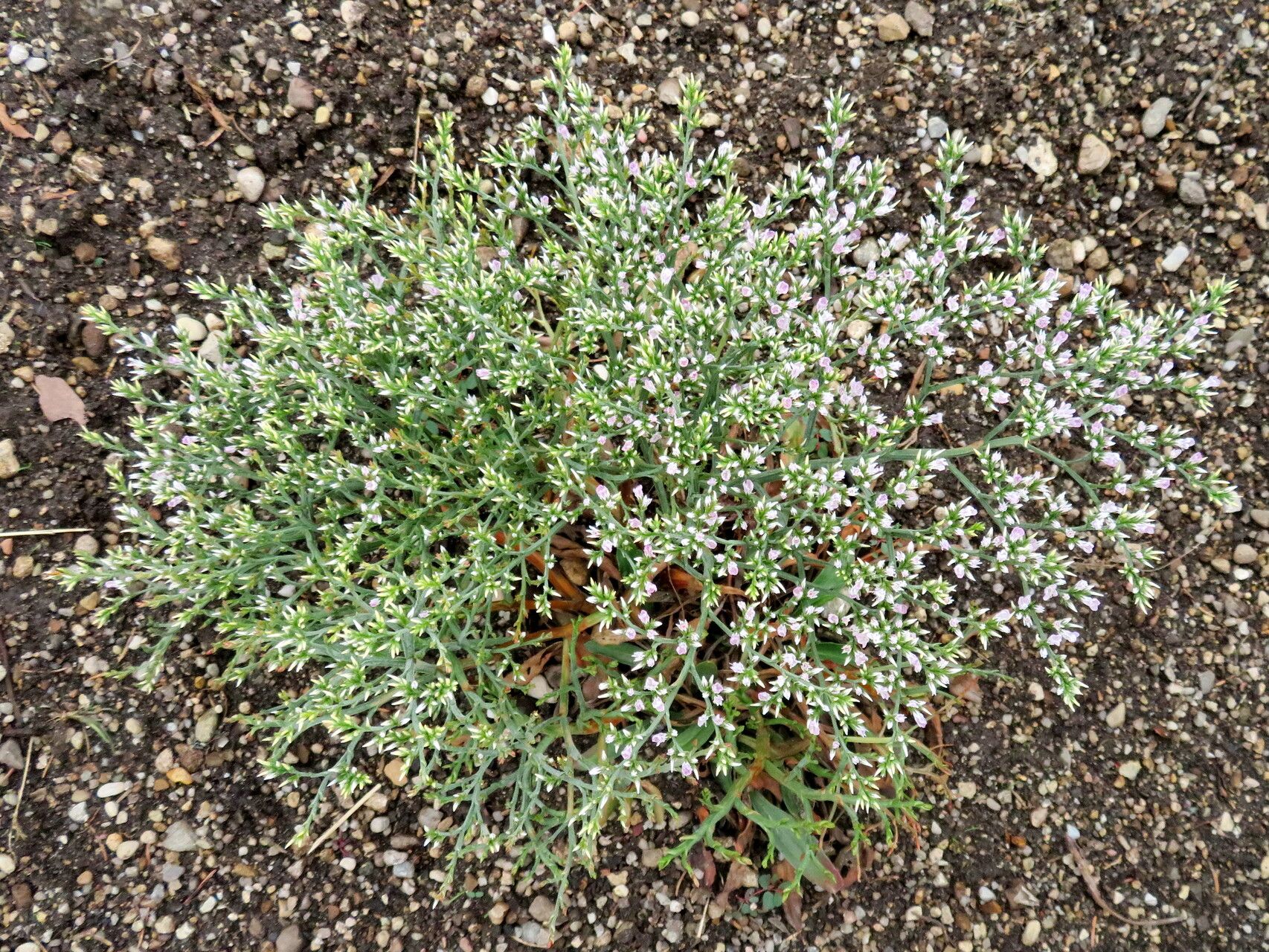 Goniolimon incanum flower