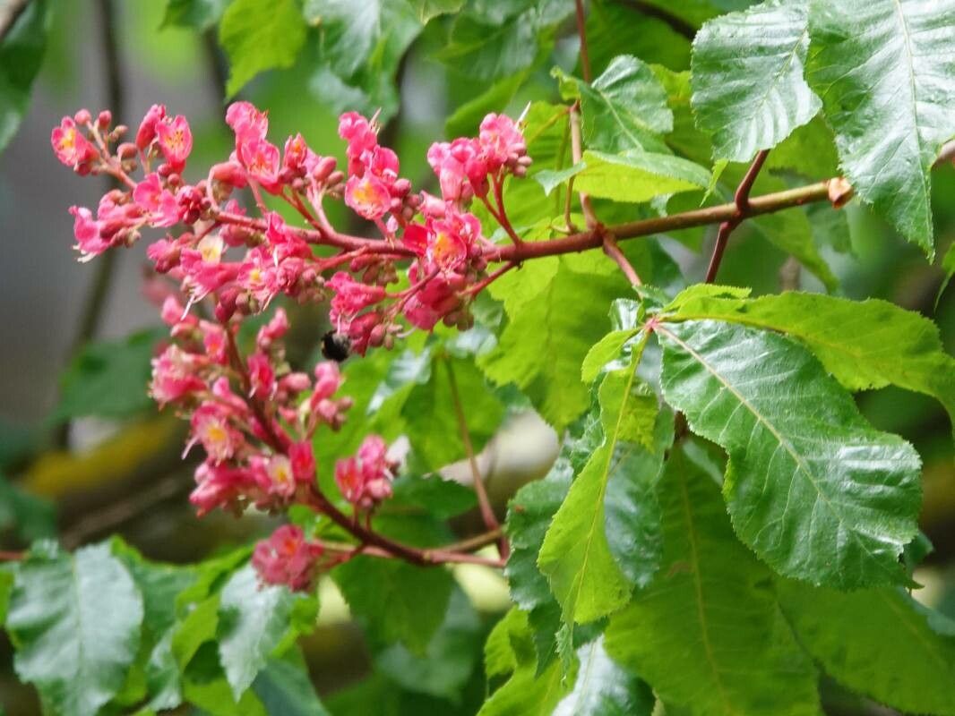 Aesculus carnea leaf