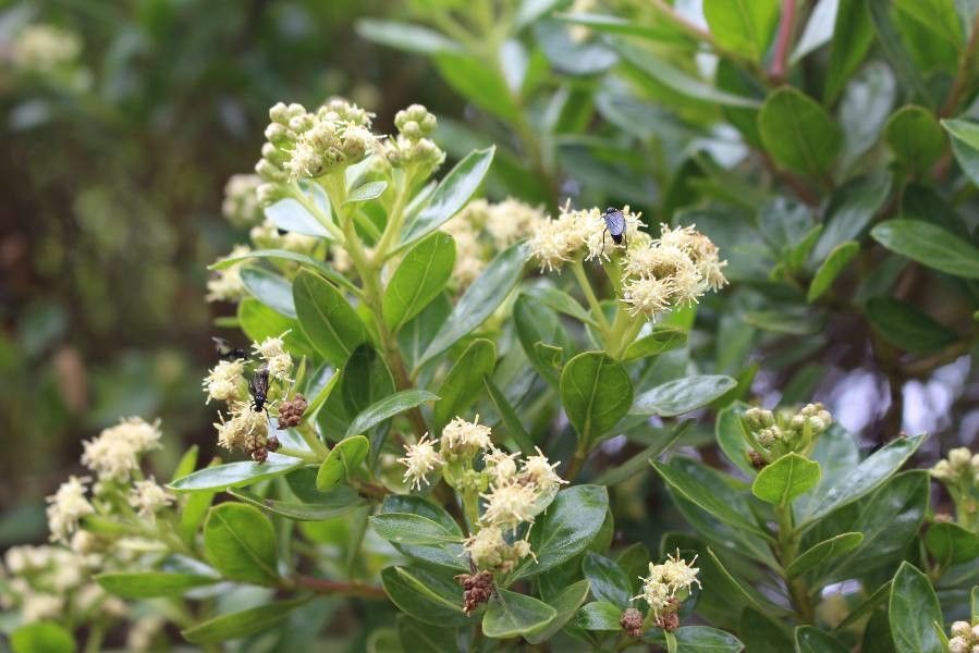 Baccharis macrantha flower