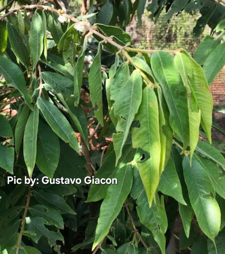 Myrciaria glomerata leaf
