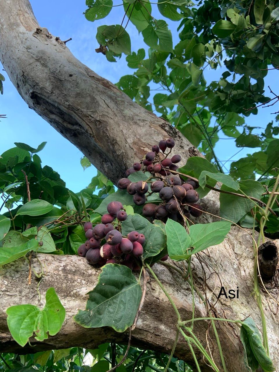 Syzygium clusiifolium — houseplant care guide