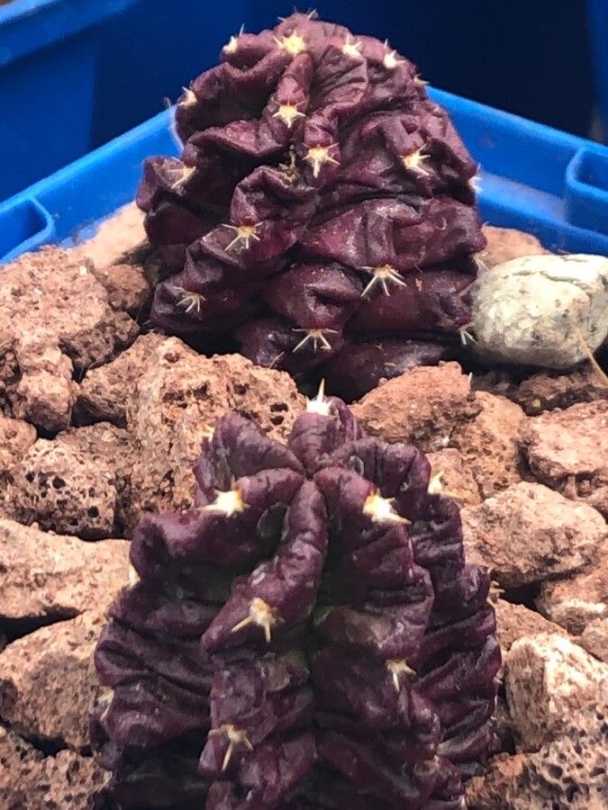 Echinocereus viereckii — search result for 'Echinocereus'