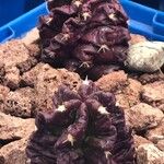 Echinocereus viereckii