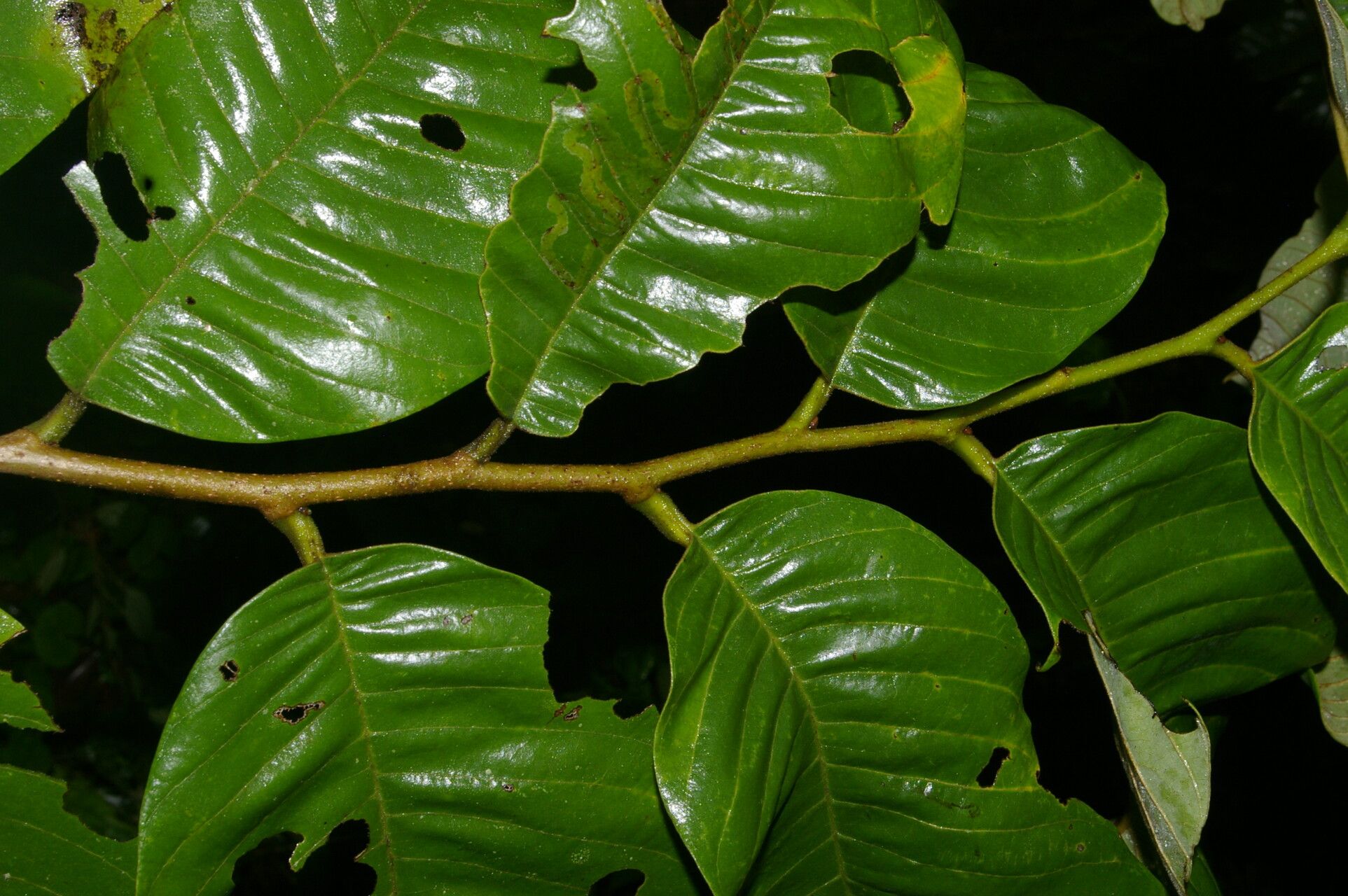 Annona danforthii fruit
