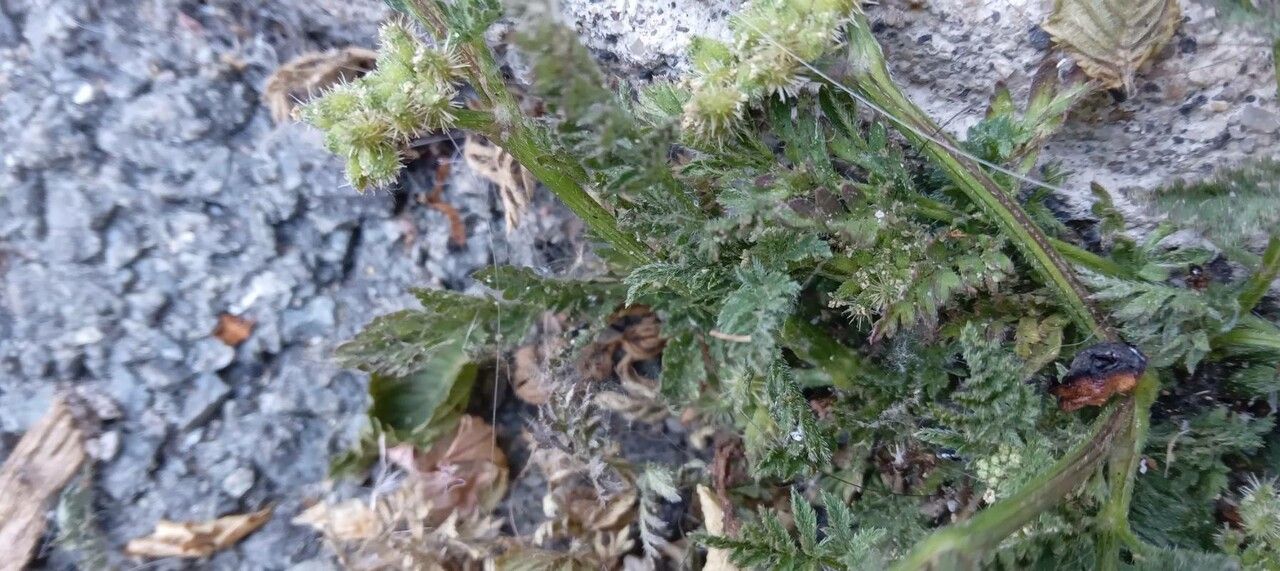 Torilis nodosa — related species from the same genus