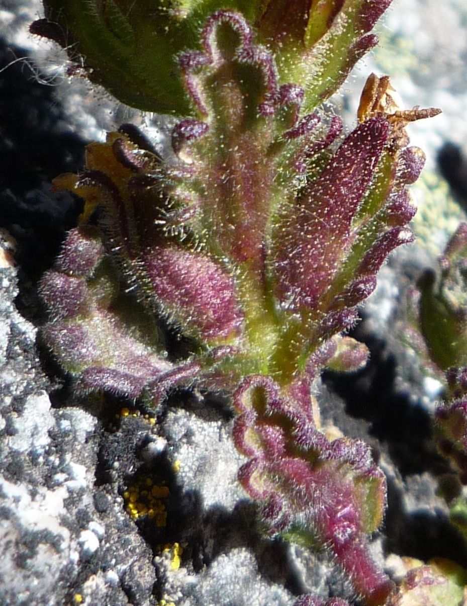 Bartsia crenoloba — related species from the same genus
