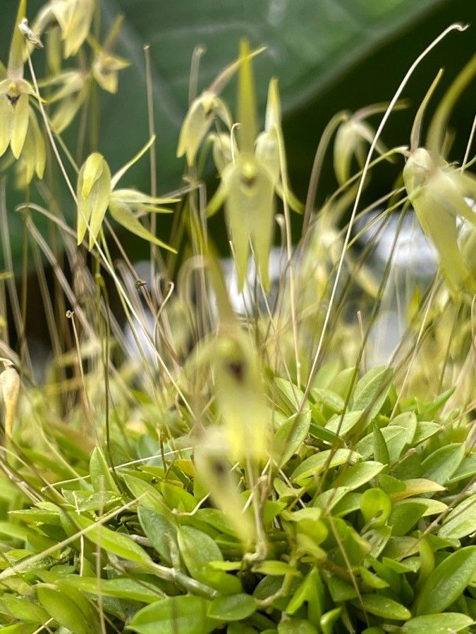 Barbosella gardneri flower