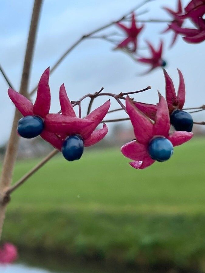 Clerodendron trichotomum fruit