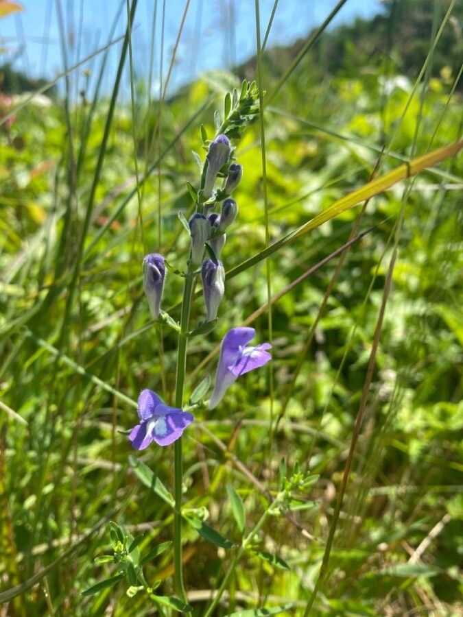 Scutellaria siphocampyloides — houseplant care guide