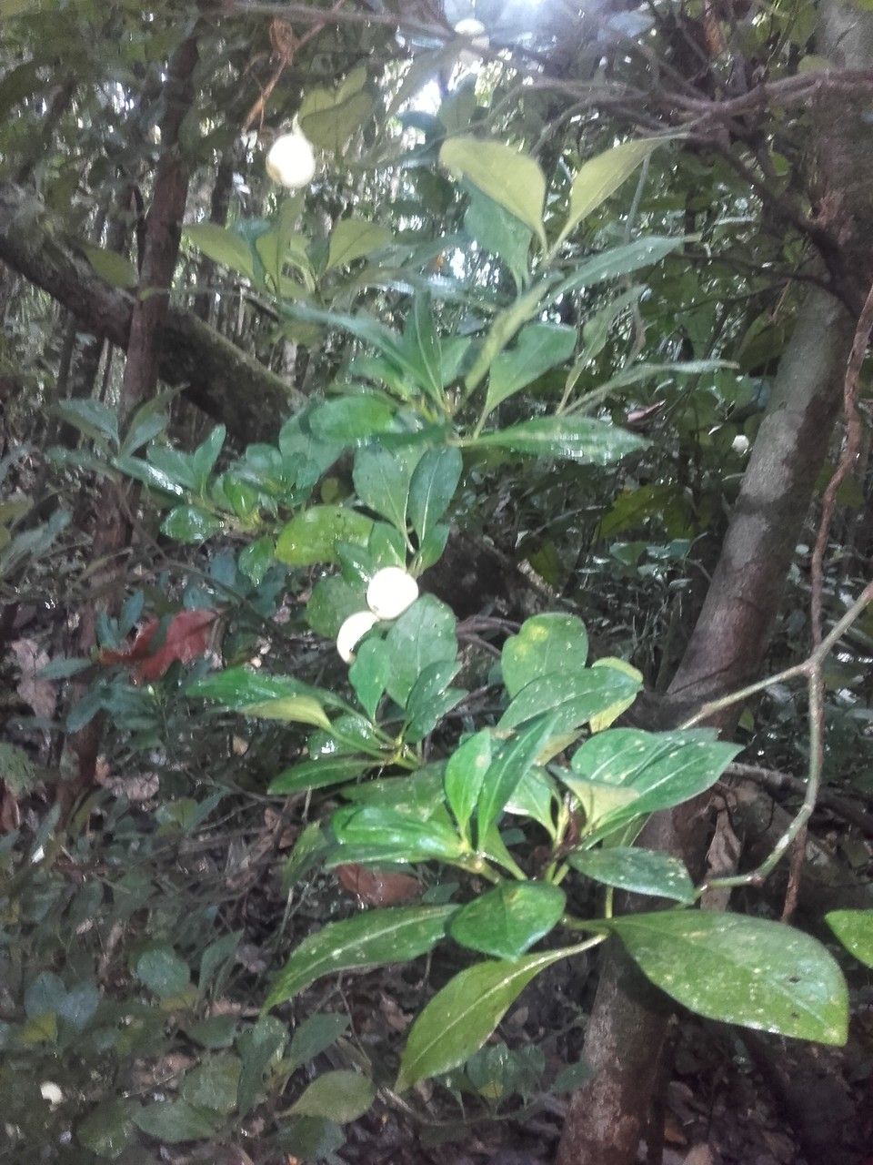 Psychotria trisulcata — search result for 'Psychotria'