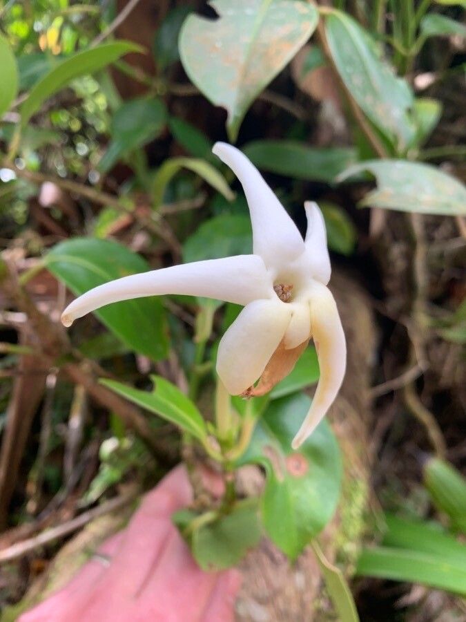 Atractocarpus chartaceus flower