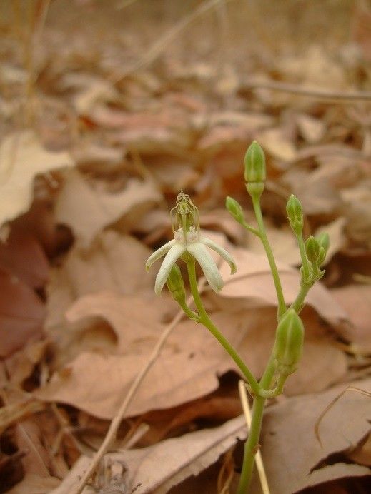 Tacazzea apiculata flower