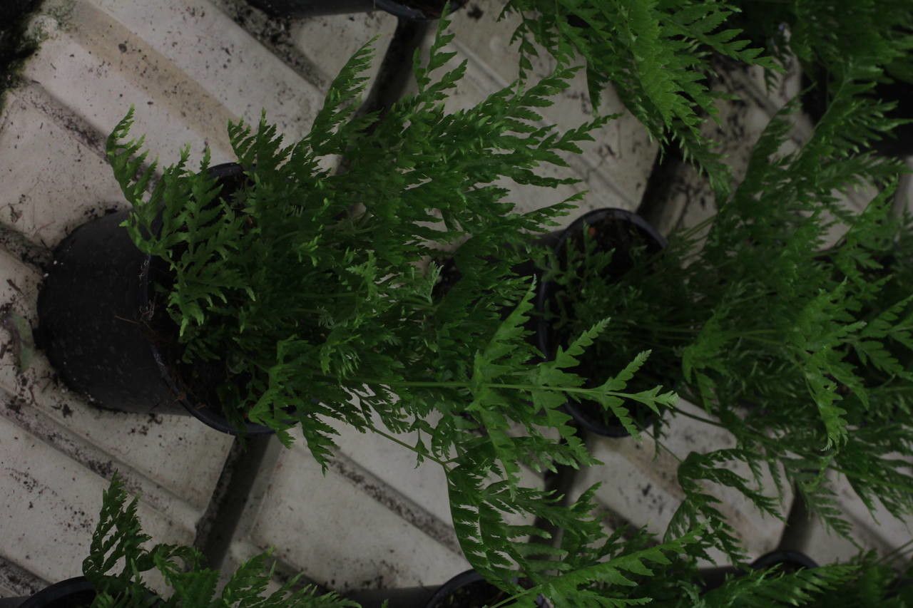 Pteris dentata habit