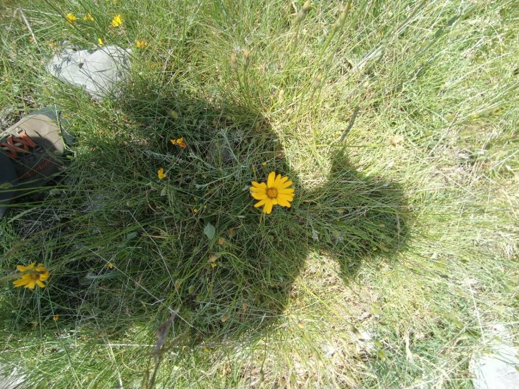 Senecio scopolii flower