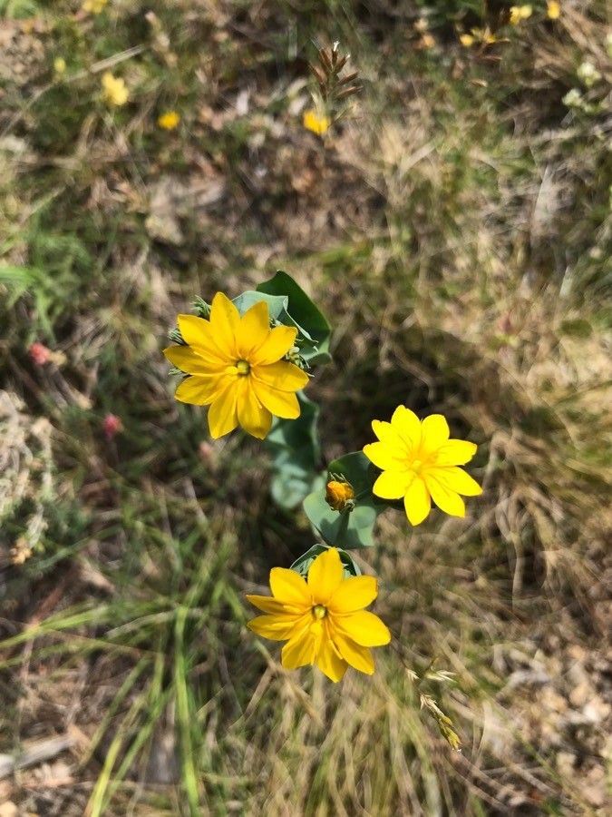 Blackstonia imperfoliata flower