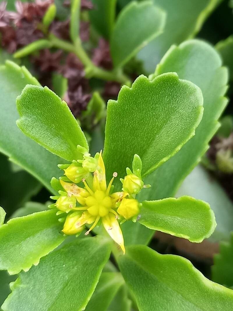Phedimus selskianus flower