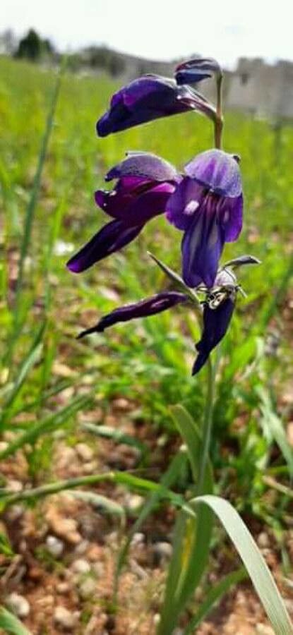 Gladiolus atroviolaceus flower