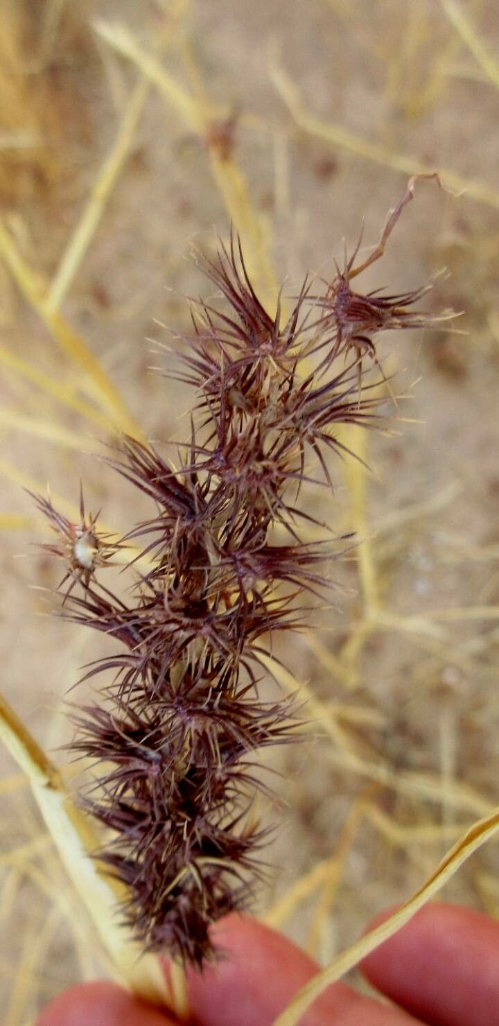 Cenchrus biflorus fruit