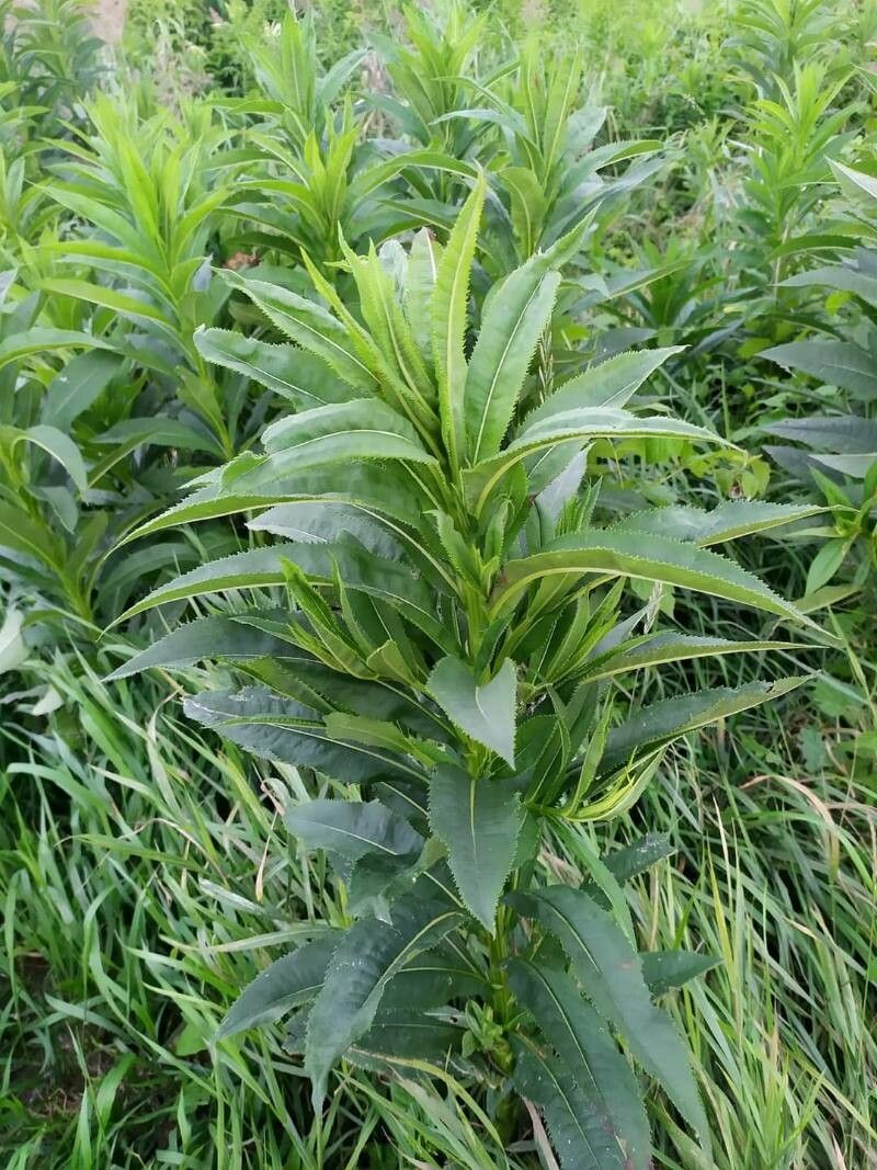 Senecio sarracenicus leaf