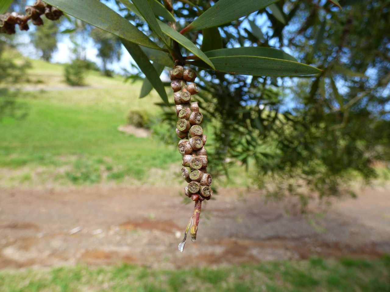 Melaleuca quinquenervia fruit